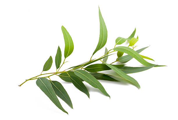 Eucalyptus Essential Oil (Globulus)