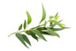 Eucalyptus Essential Oil (Globulus)