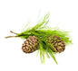 Cedarwood (Atlas) Essential Oil