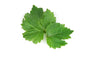 Patchouli (Dark) Essential Oil